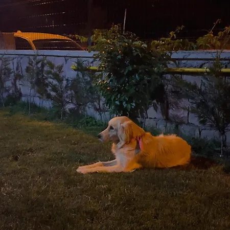 别墅 Efes 开塞利